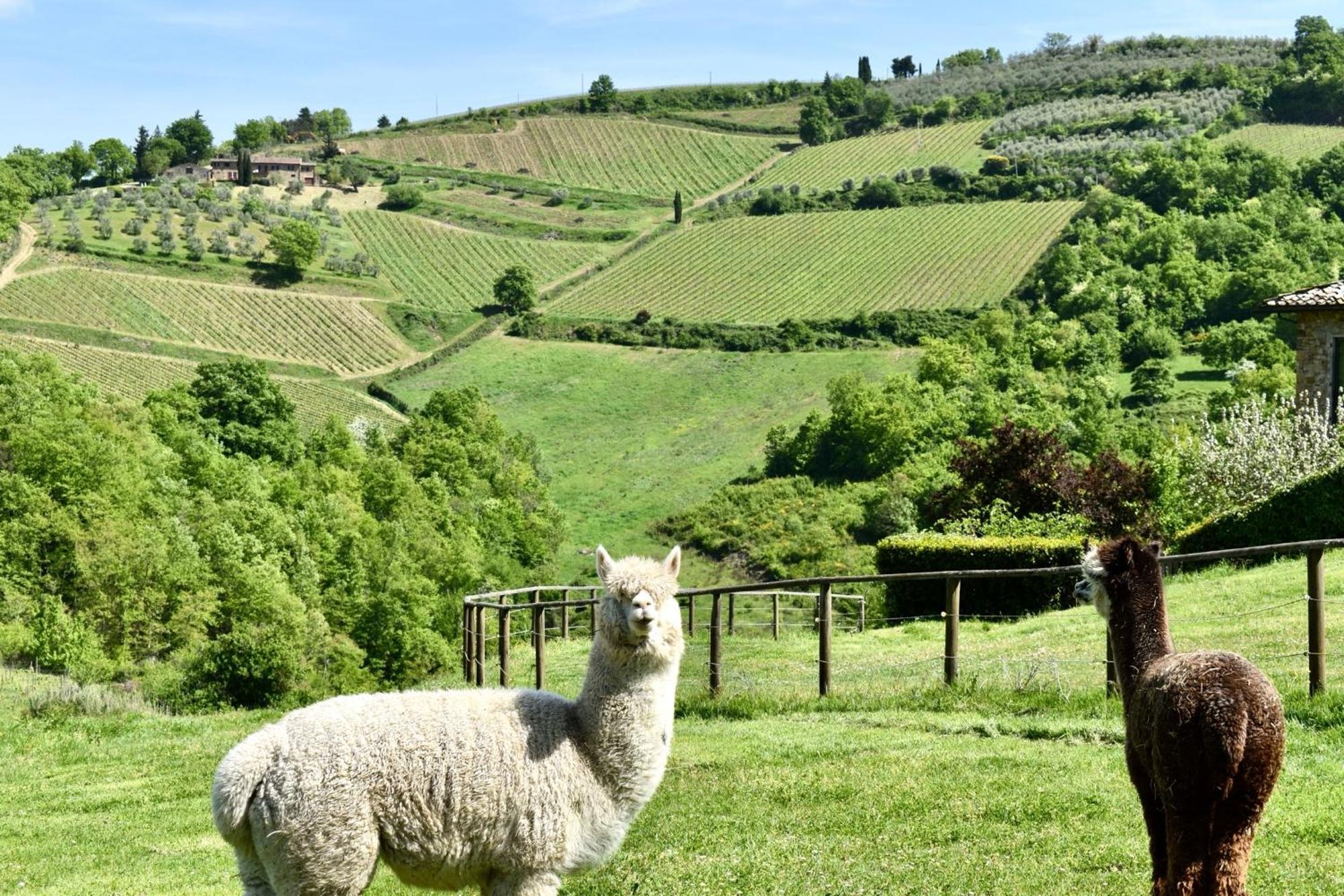 Villa Rignana Chianti Estate, Pool, Tennis,Cook 그레베 인 키안티 외부 사진