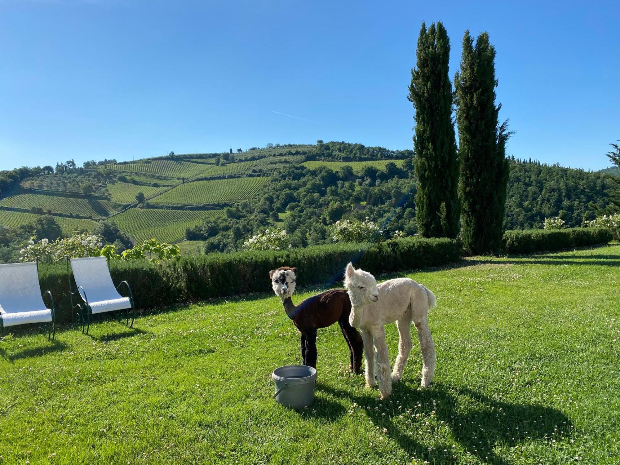 Villa Rignana Chianti Estate, Pool, Tennis,Cook 그레베 인 키안티 외부 사진